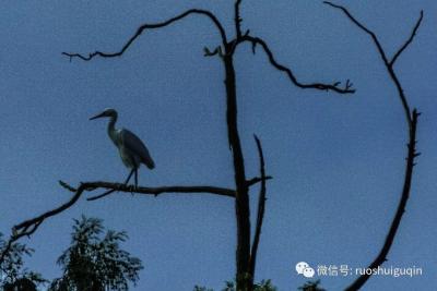 2018|古龙藏寺雅集|三馆齐聚